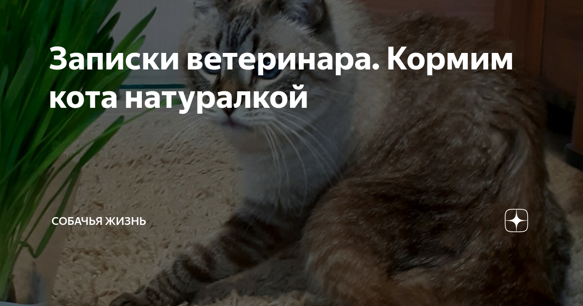 Записки ветеринара. Кормим кота натуралкой | СобачьЯ жизнь | Дзен