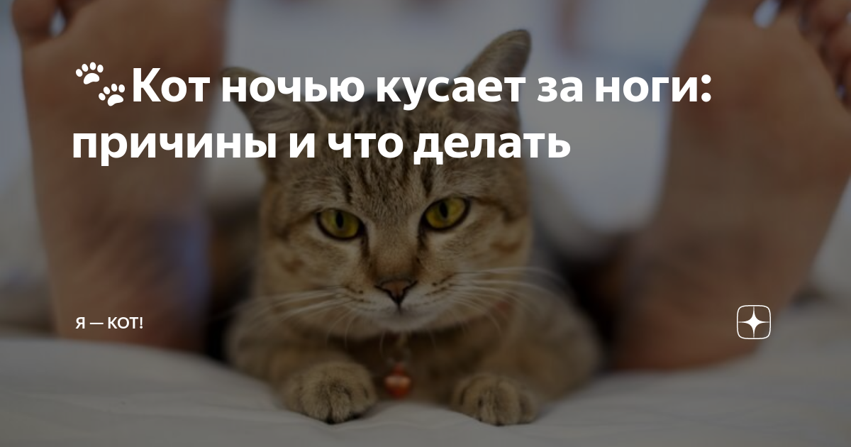 😺5 причин почему кот хватает за ноги | Нос, хвост, лапы | Дзен