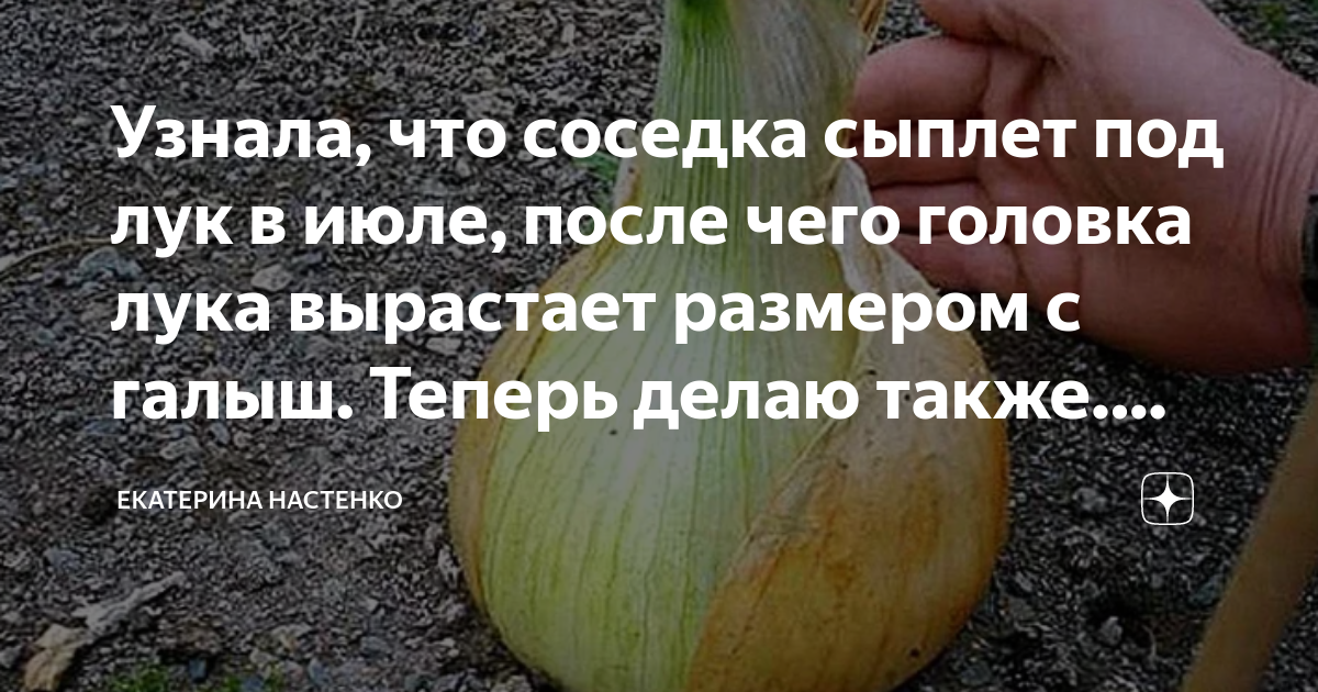 После чего сажать лук на головку