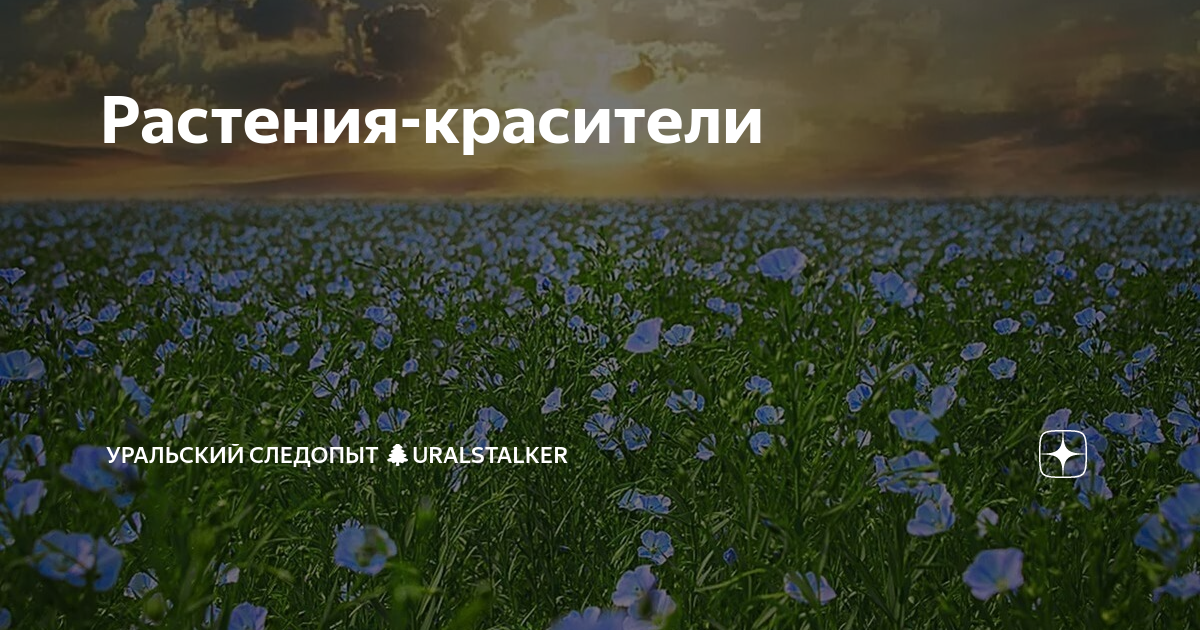Растения-красители | Уральский следопыт 🌲uralstalker | Дзен