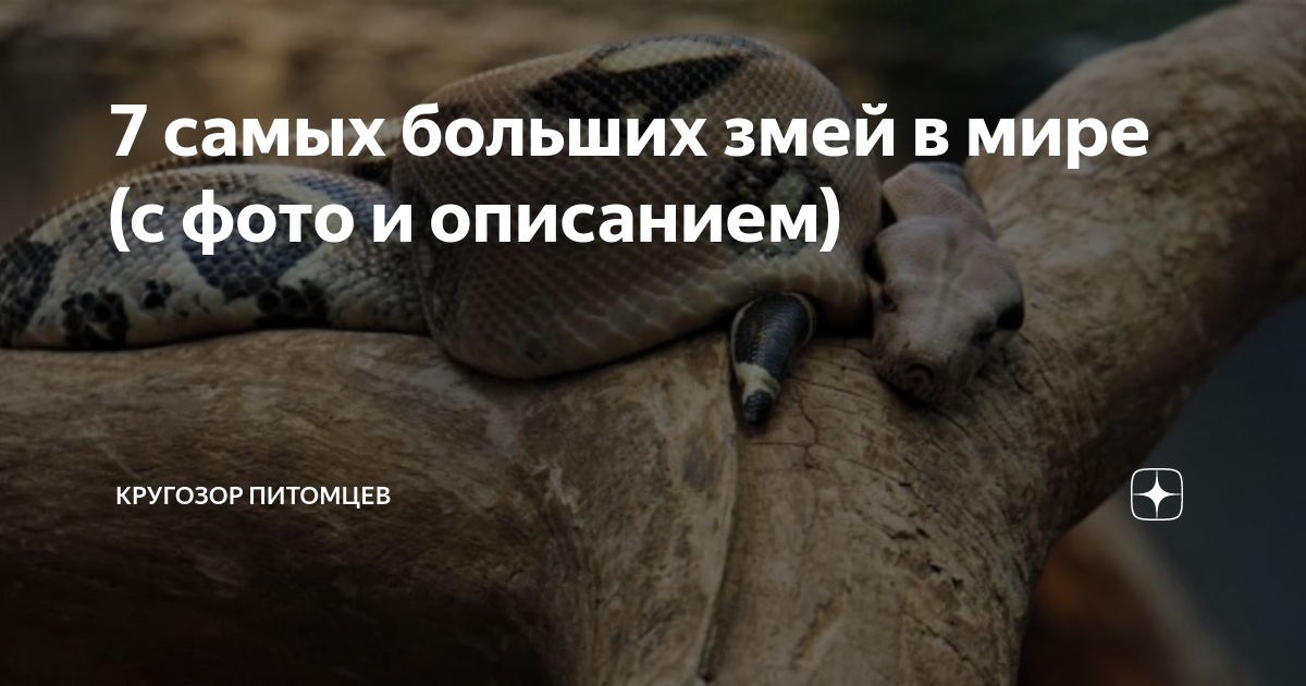 фильмы с большими змеями