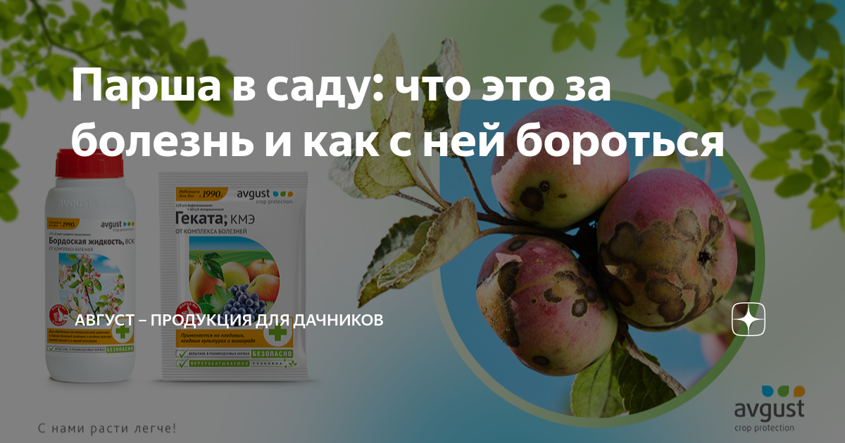 Парша в саду: что это за болезнь и как с ней бороться | Август ...