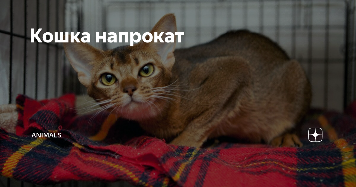 Кошка напрокат | Animals | Дзен