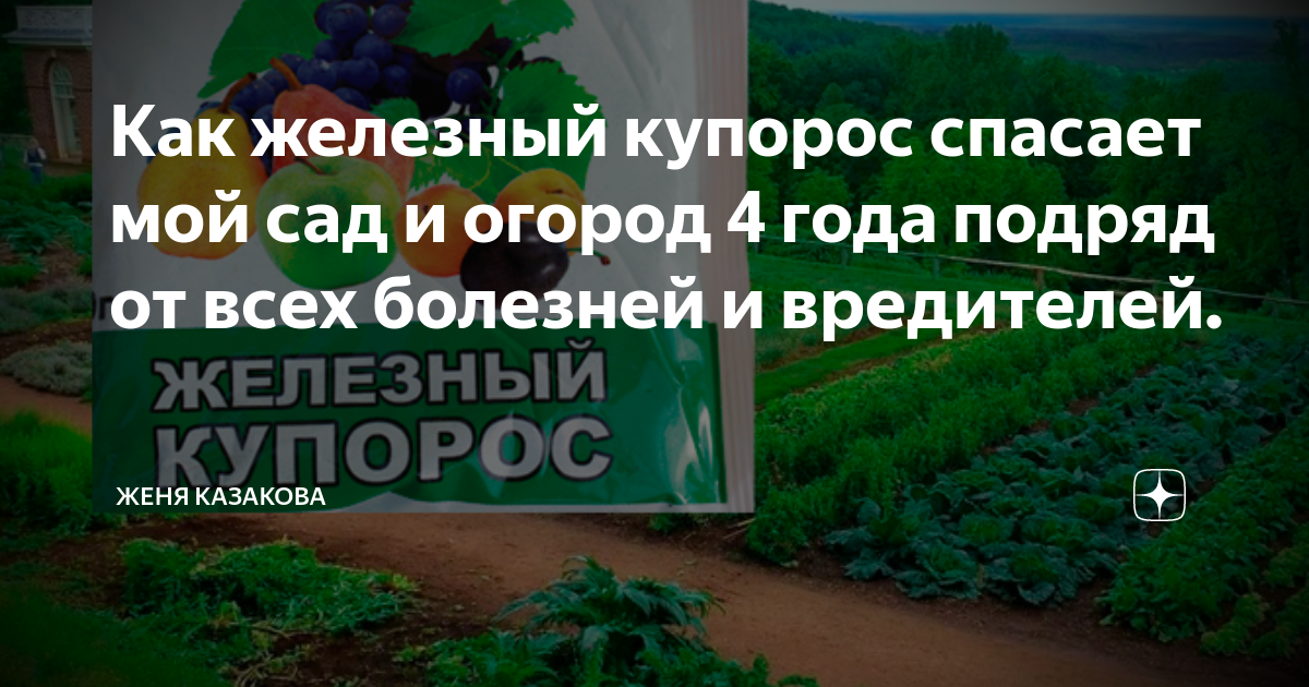 Как железный купорос спасает мой сад и огород 4 года подряд от всех ...