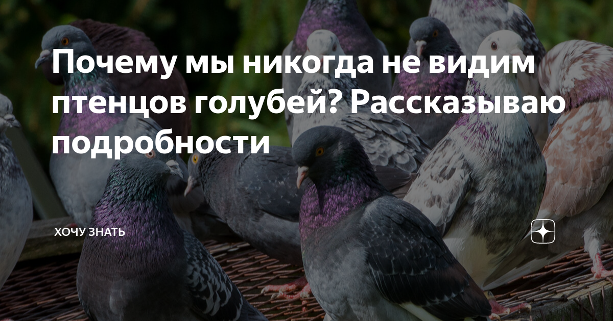 Почему мы никогда не видим птенцов голубей? Рассказываю подробности