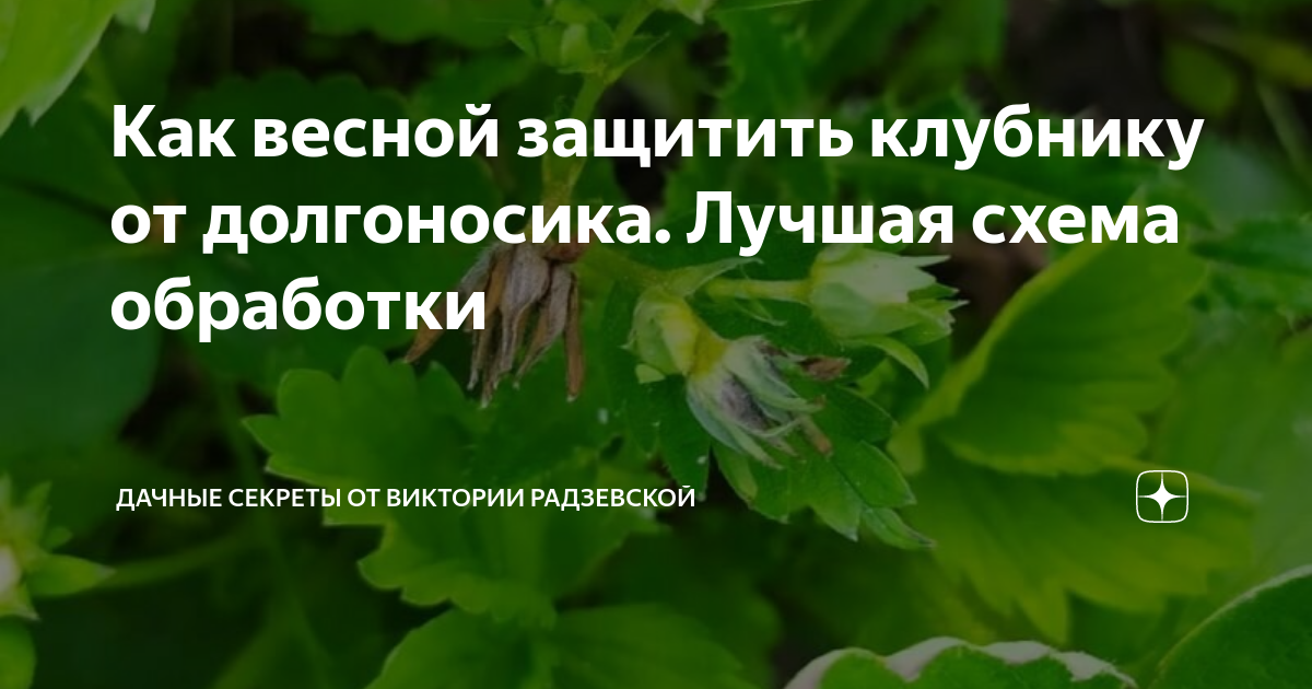 Цветок клубники пораженный долгоносиком. Время обработки клубники от долгоносика весной. Время обработки клубники от долгоносика весной. Время обработки клубники от долгоносика весной. Клубника пораженная долгоносиком.