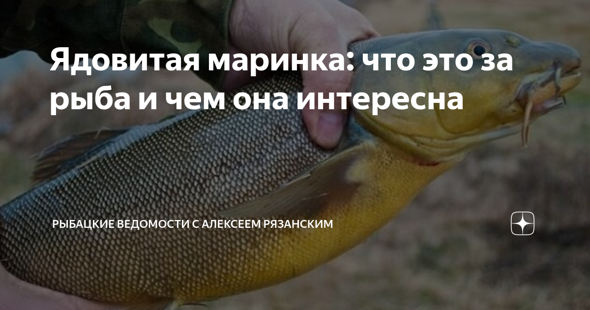 Узбекская рыба маринка — ядовитая рыба похожая на сома