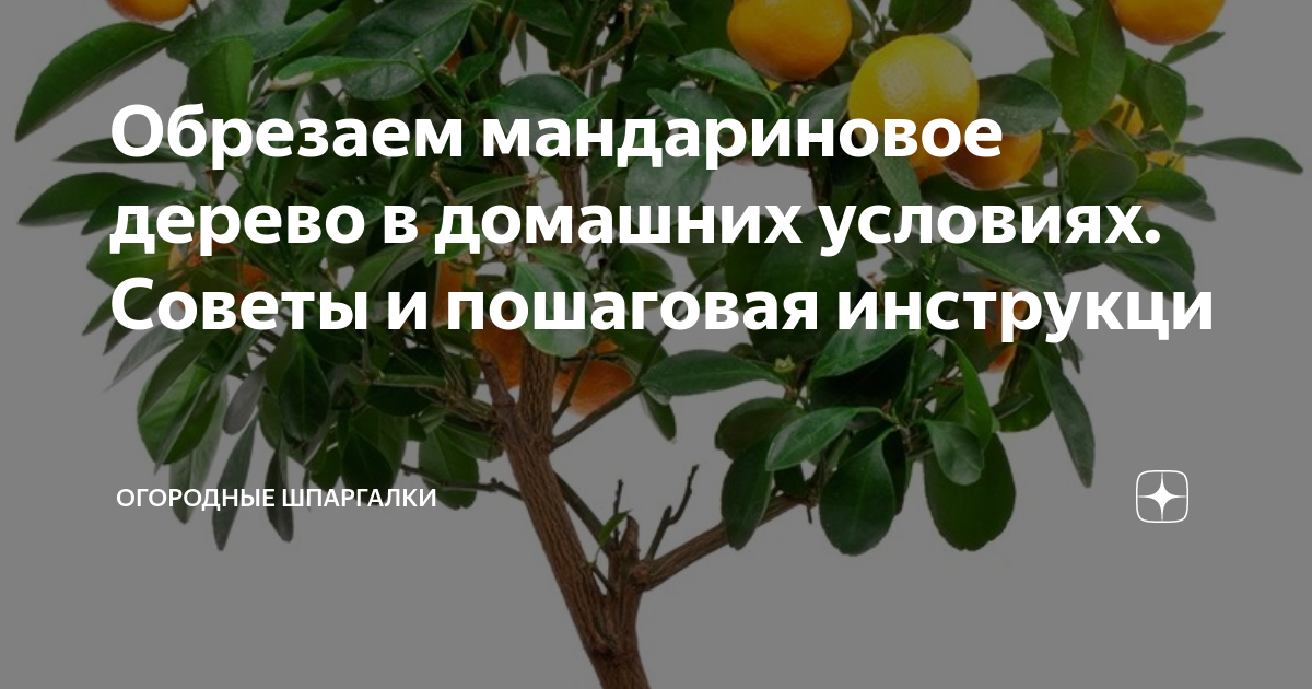 Домашний мандарин из косточки: от А до Я. Уход и выращивание в домашних условиях. Фото — Ботаничка