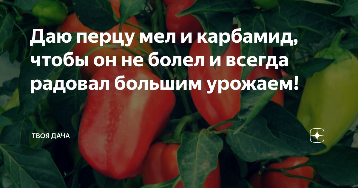 Даю перцу мел и карбамид, чтобы он не болел и всегда радовал большим ...