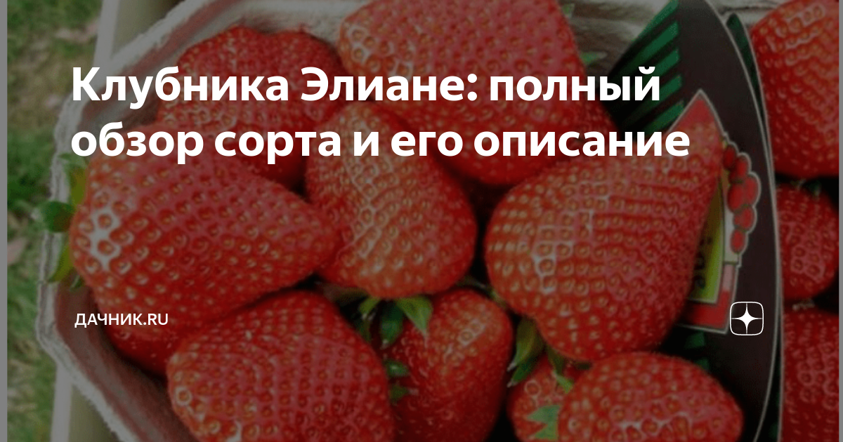 Клубника Элиане: полный обзор сорта и его описание | Дачник.RU | Дзен