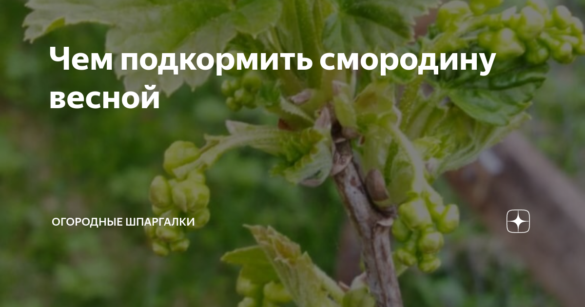 Чем подкормить смородину весной | Огородные шпаргалки | Дзен