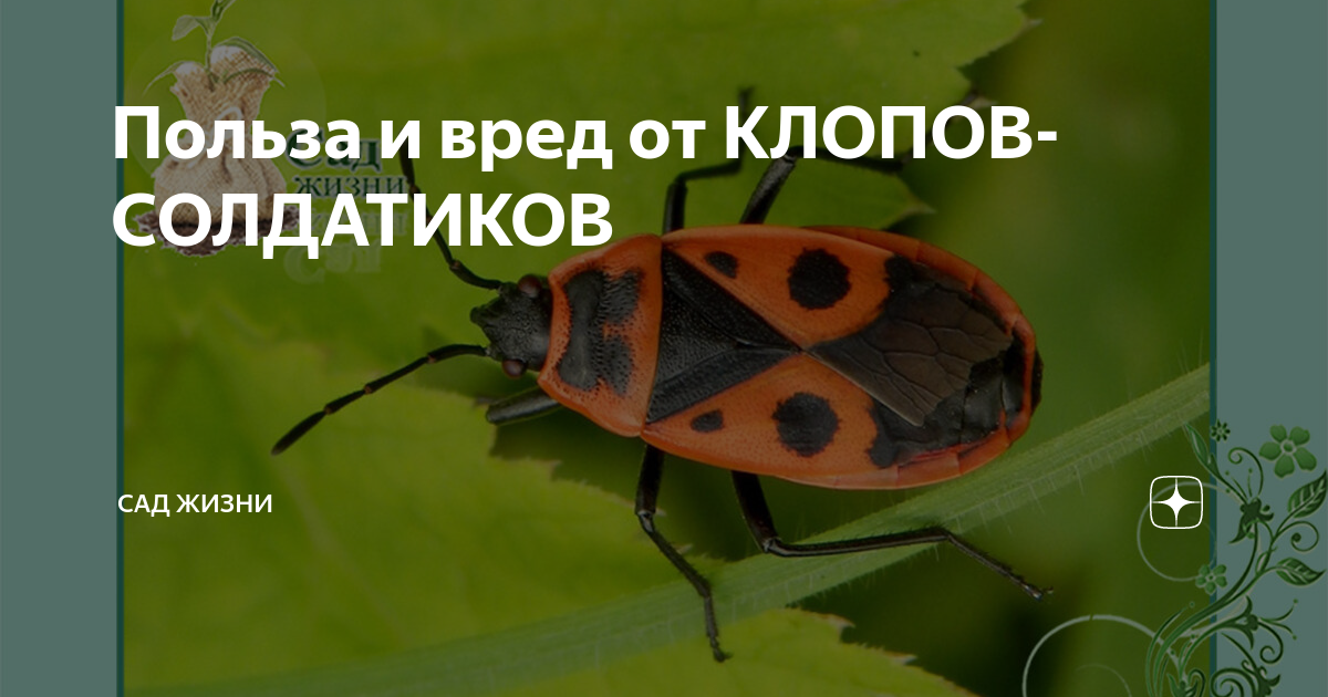 Клопы солдатики польза
