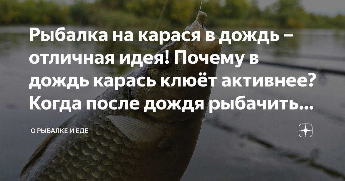 Почему рыба клюет активнее во время дождя? | GOLDFISH 🐠 | Дзен