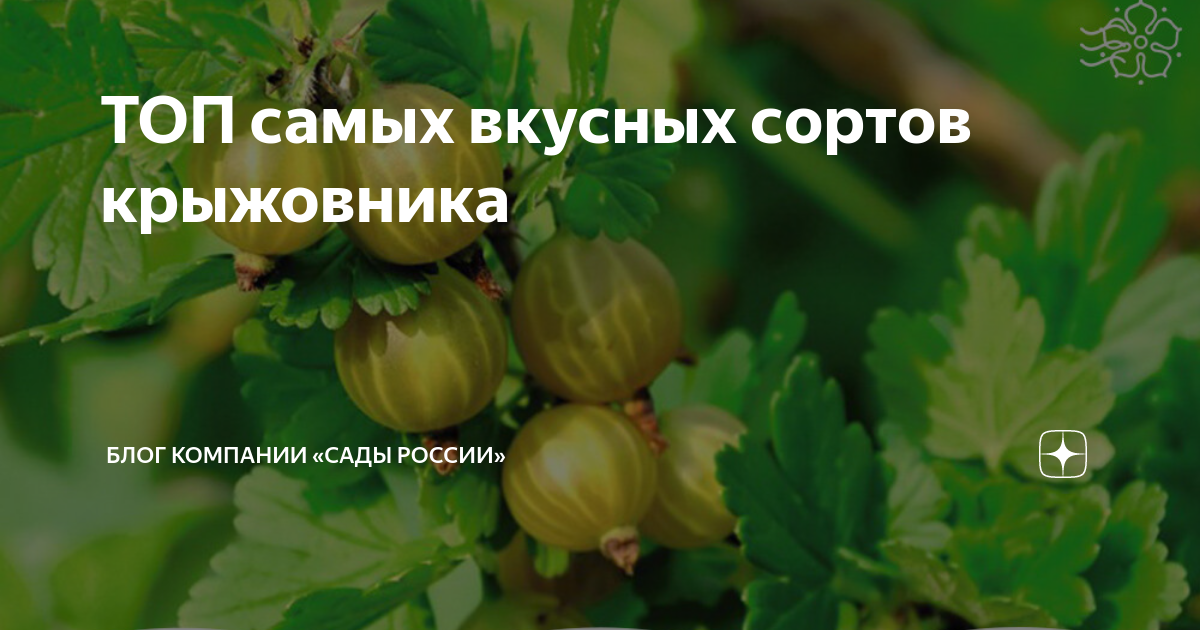 Крыжовник бесшипный "Консул" (средне-ранний срок созревания, морозоустойчивый со