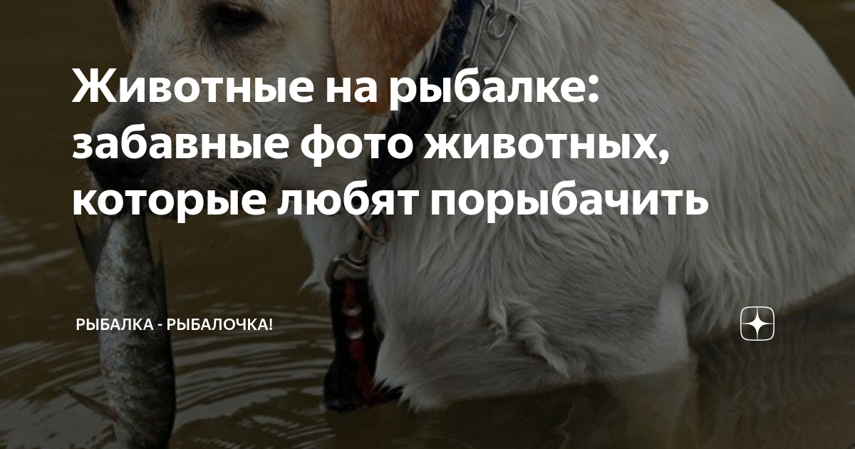 Собака ловит рыбу. Рыбалочка птица. Животные на рыбалке. Скопа поймала рыбу. Медведь рыбачит.