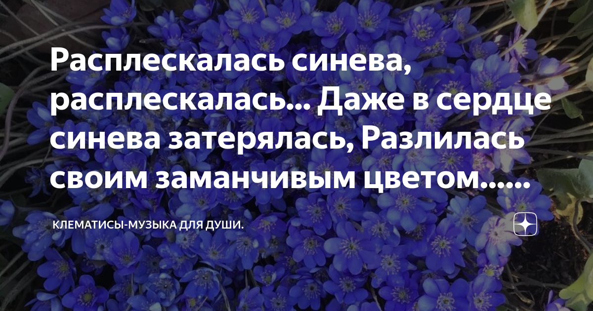 Расплескалась синева, расплескалась... Даже в сердце синева затерялась ...