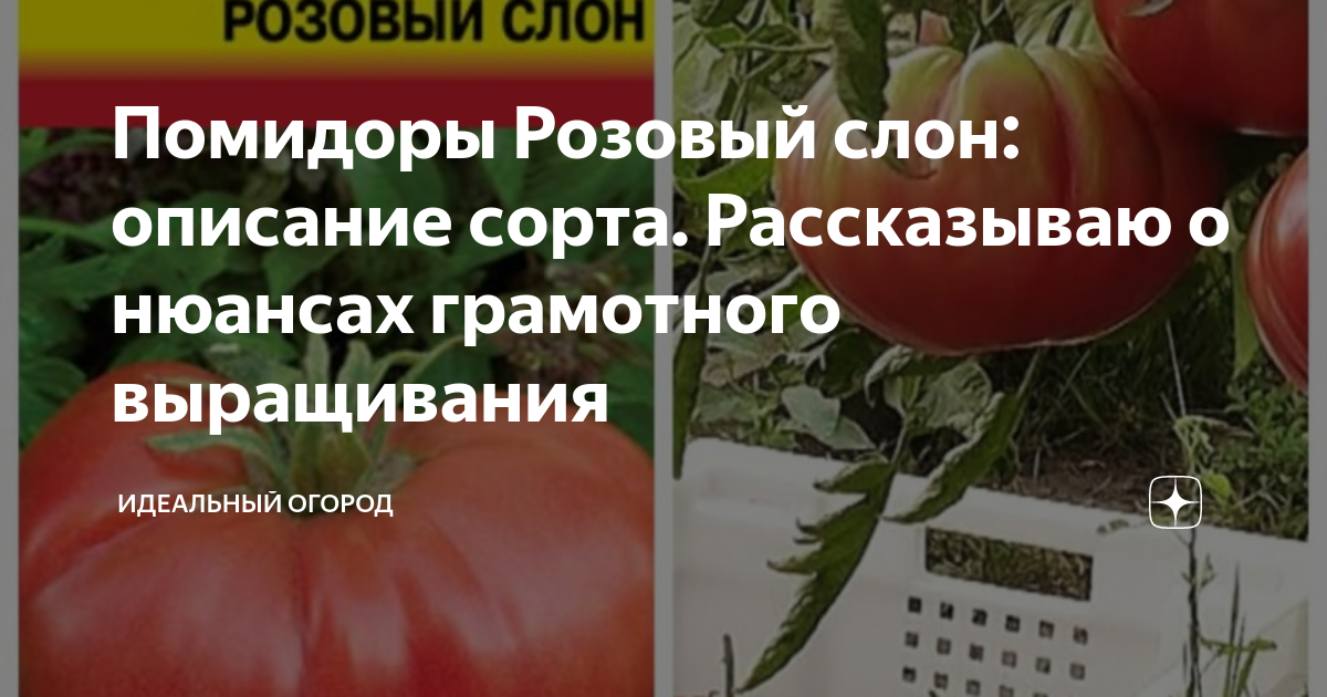 Помидоры Розовый слон: описание сорта. Рассказываю о нюансах грамотного выращивания