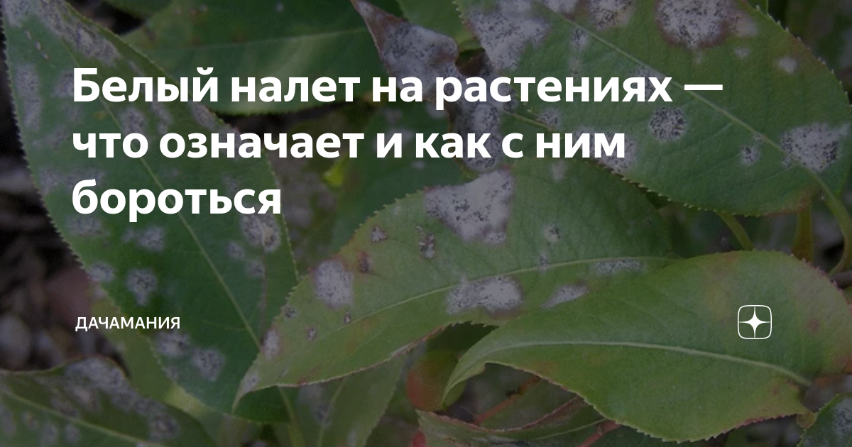 Причины появления белого налёта в цветочных горшках и как с ним бороться