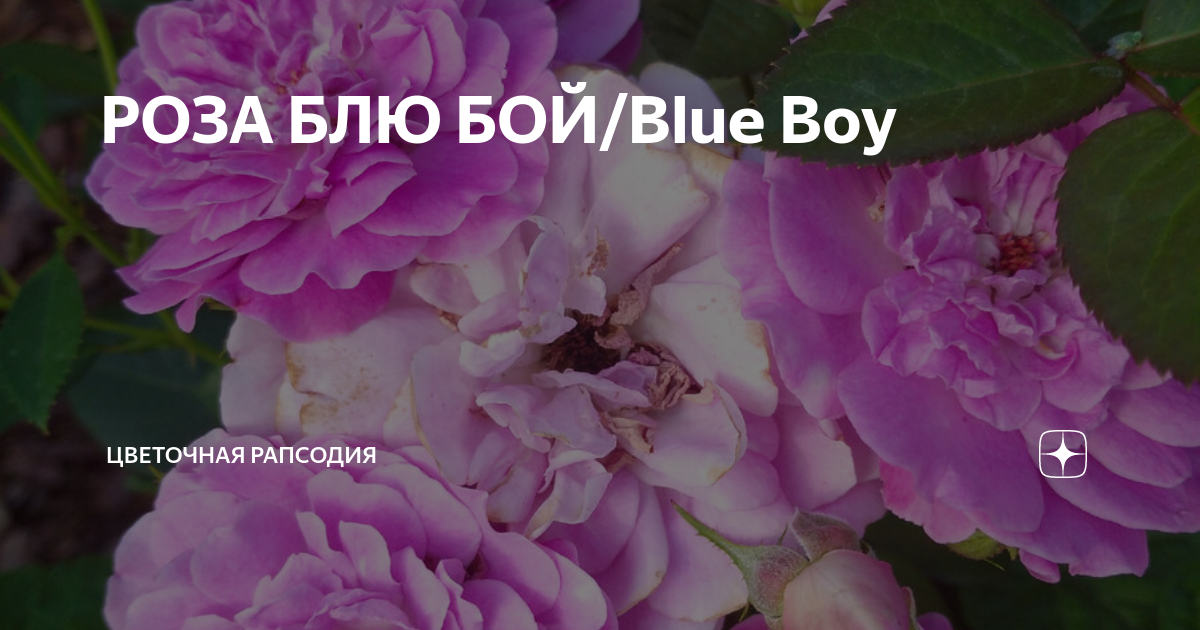 РОЗА БЛЮ БОЙ/Blue Boy | Цветочная Рапсодия | Дзен