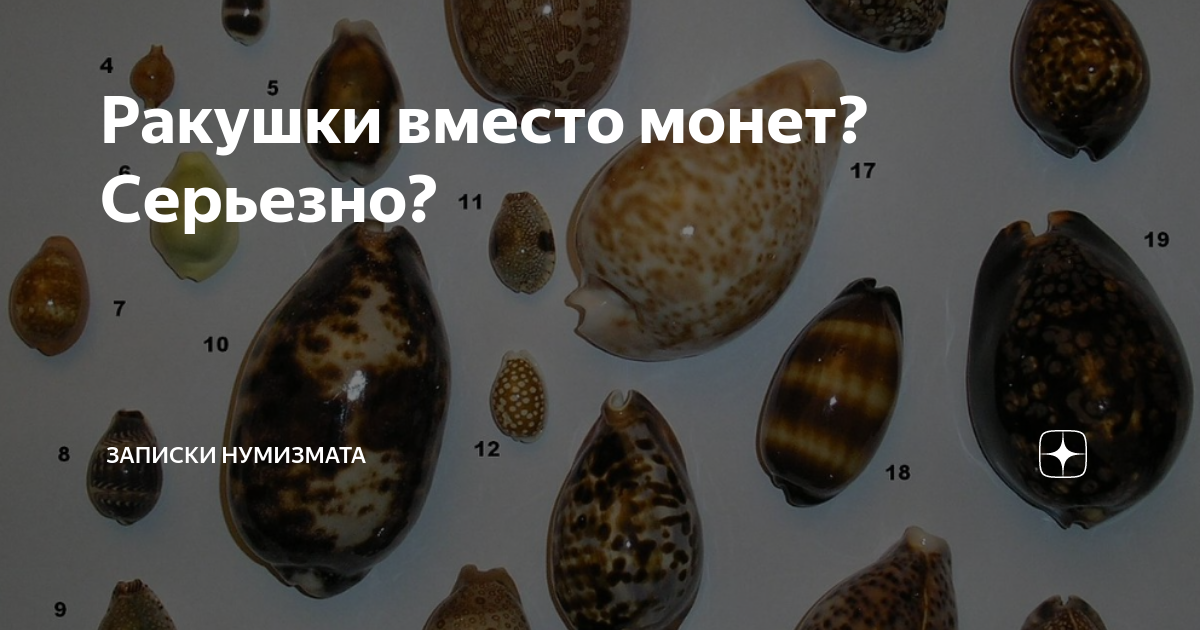 Ракушки каури деньги. Ракушки каури деньги. Раковины моллюска каури. Раковины морского моллюска каури. Ракушки вместо денег 5.