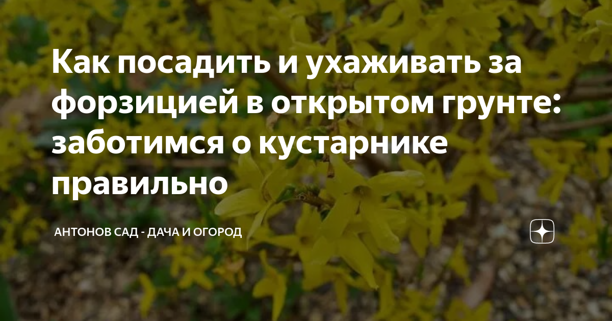 Как посадить и ухаживать за форзицией в открытом грунте: заботимся о ...