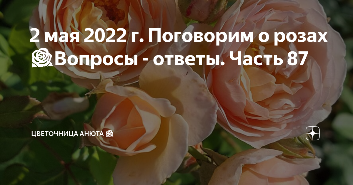 Цветочник дзен. Цветочница Анюта розы. Цветочница Анюта розы дзен. Цветочница Анюта дзен. Поговорим о розах.