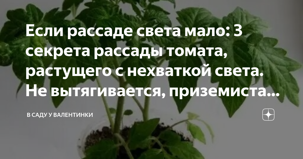 Если рассаде света мало: 3 секрета рассады томата, растущего с ...