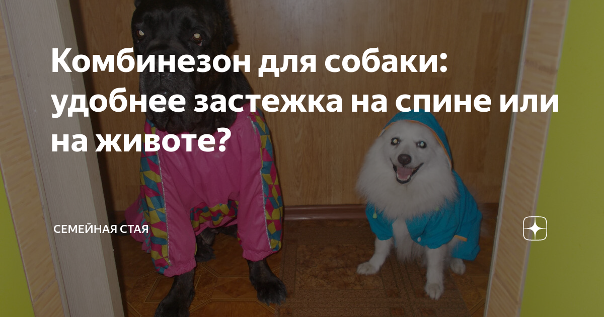 Как приручить бездомную собаку?