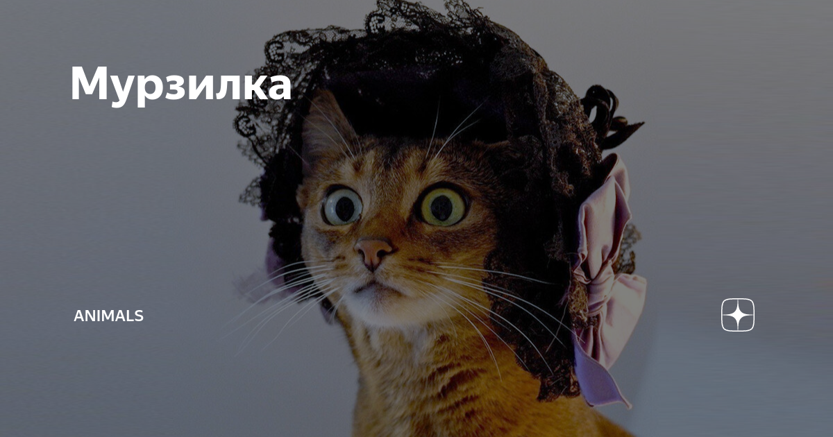 Мурзилка | Animals | Дзен