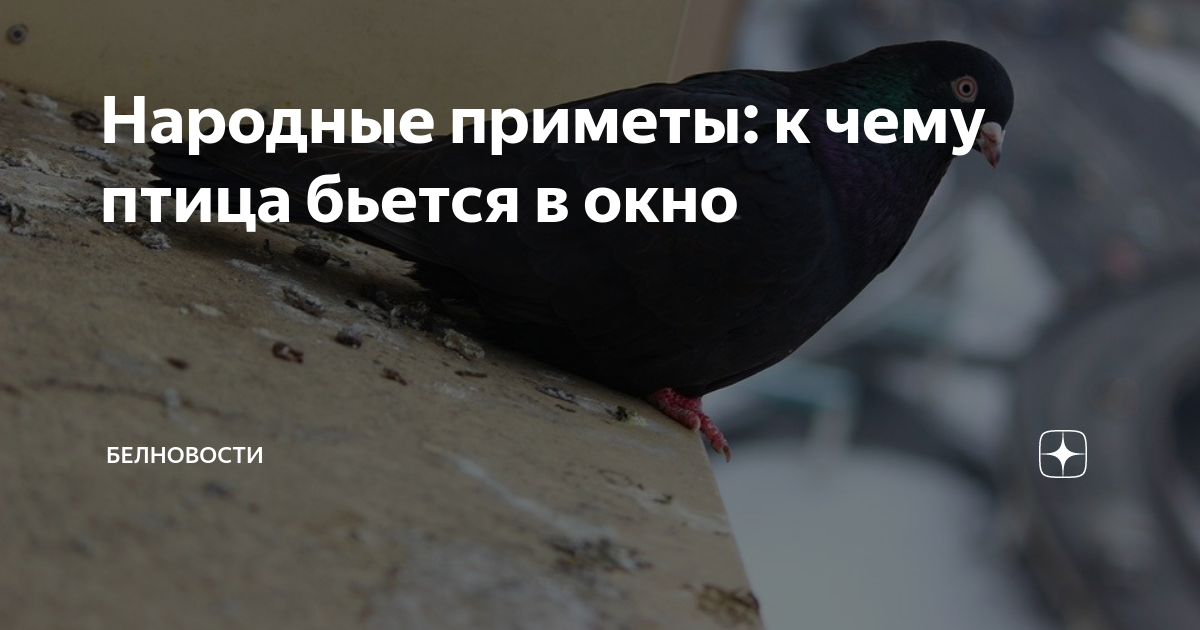 К чему голубь бьется в окно. Голубь бьётся в окно с улицы к чему примета для женщины. К чему в день свадьбы голубь бьётся в окно.