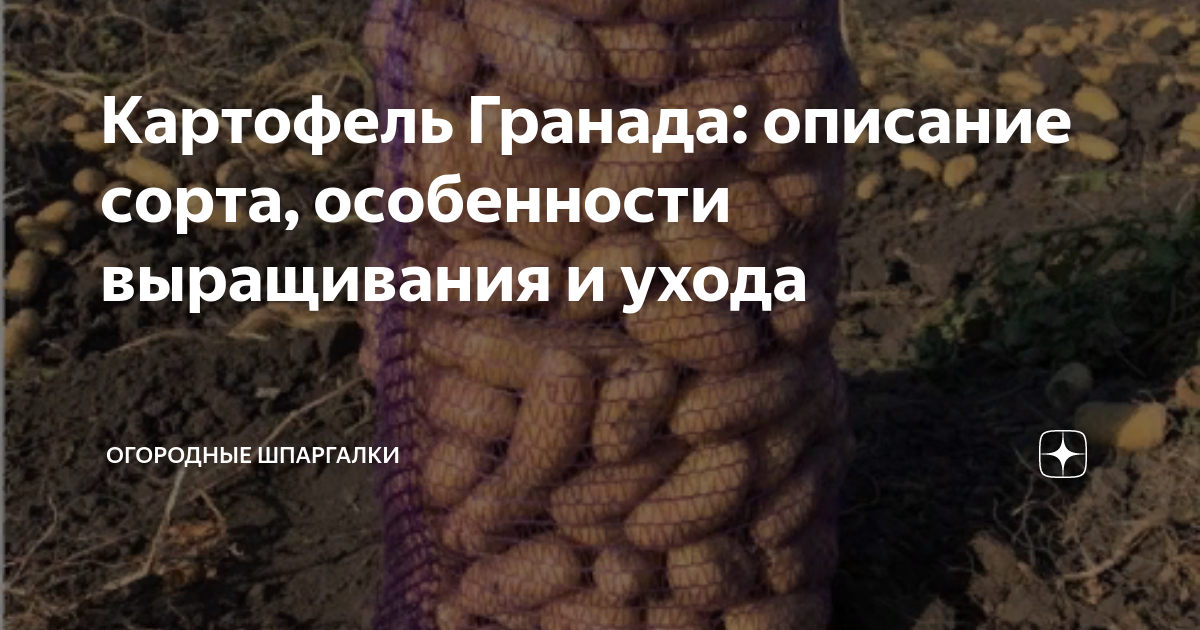 Картофель Гранада: описание сорта, особенности выращивания и ухода ...