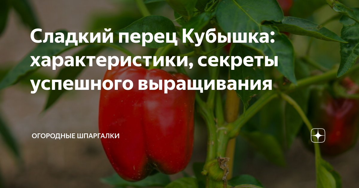Перец сладкий Кубышка (20 шт) (Аэлита) - Питомник Летний сад