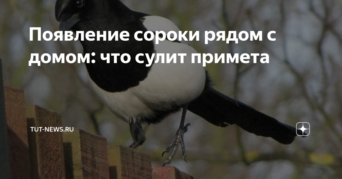 Сороки возле дома