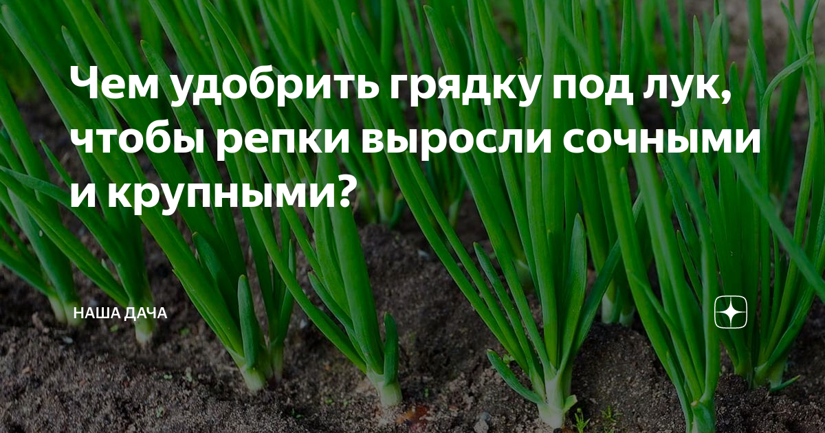 Можно ли подкормить лук дрожжами