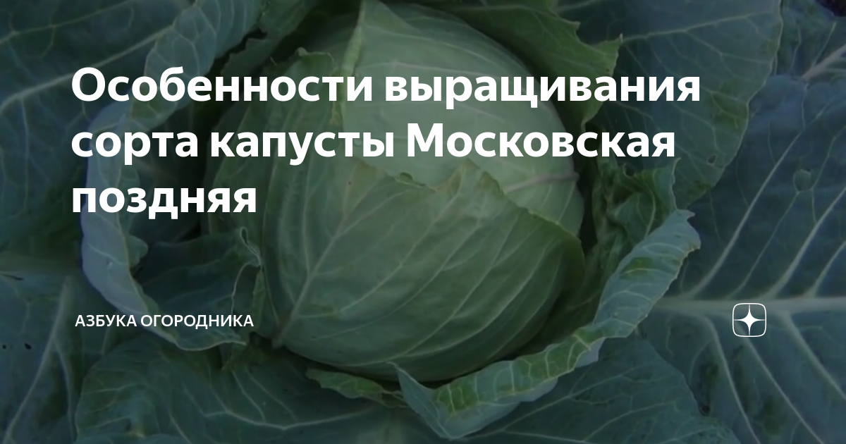 Особенности выращивания сорта капусты Московская поздняя