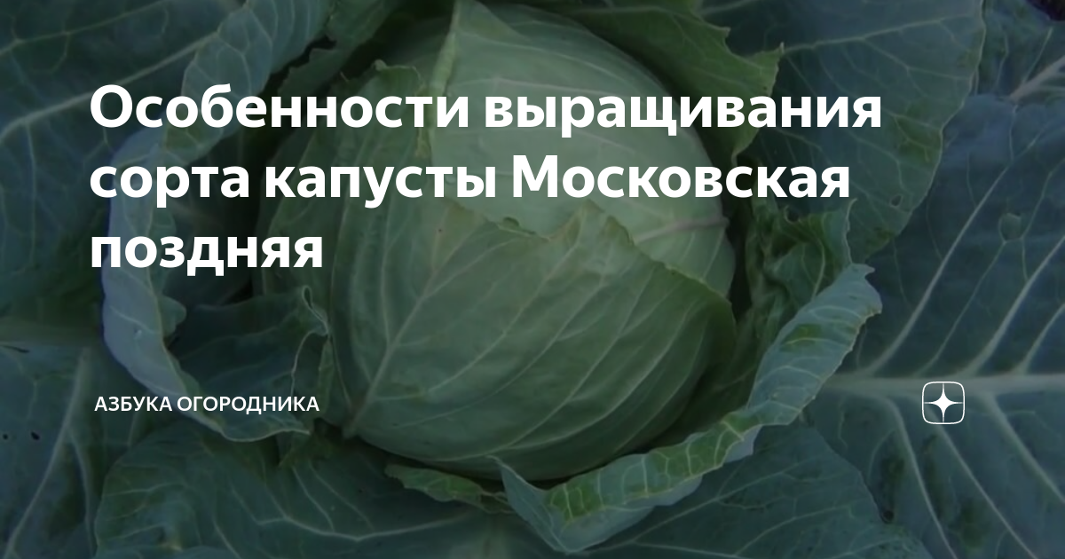 Семена Капуста б/к Московская поздняя 15: описание сорта, фото - купить с достав