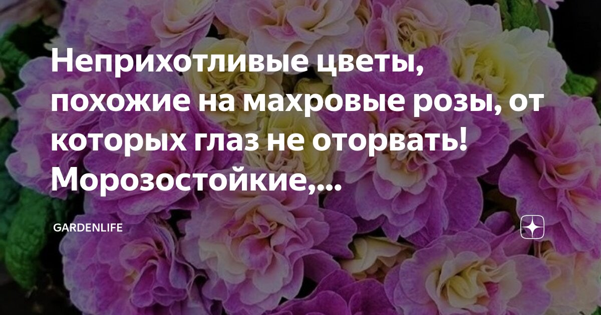 Неприхотливые цветы, похожие на махровые розы, от которых глаз не ...