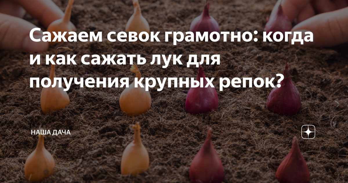 После чего сажать лук на репку. Репка когда сажать.
