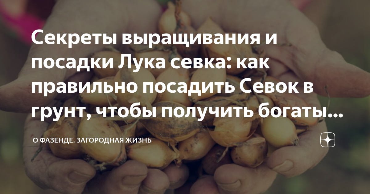 Секреты выращивания и посадки Лука севка: как правильно посадить Севок ...
