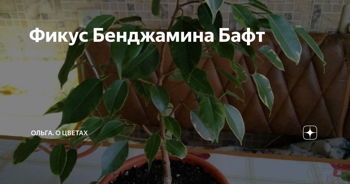 Описание сорта Фикус Бафт