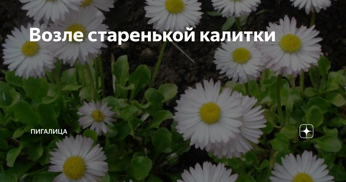 Возле старенькой калитки | Пигалица | Дзен