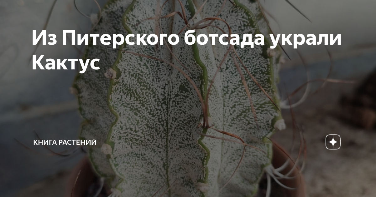 Из Питерского ботсада украли Кактус | Книга растений | Дзен