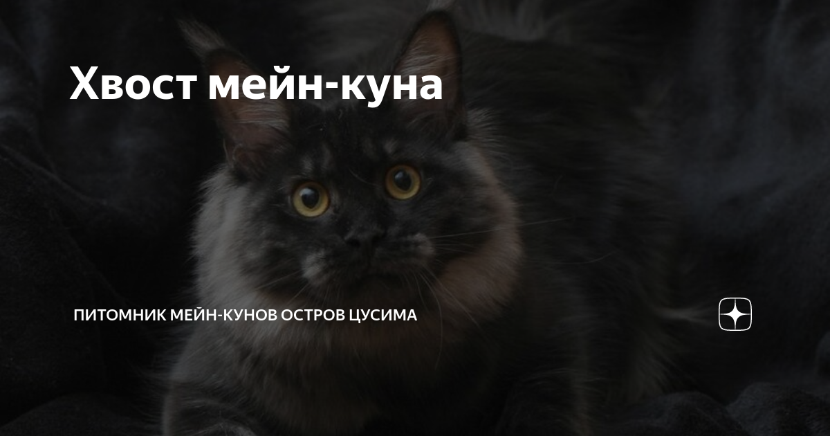 Хвост мейн-куна | Питомник мейн-кунов Остров Цусима | Дзен
