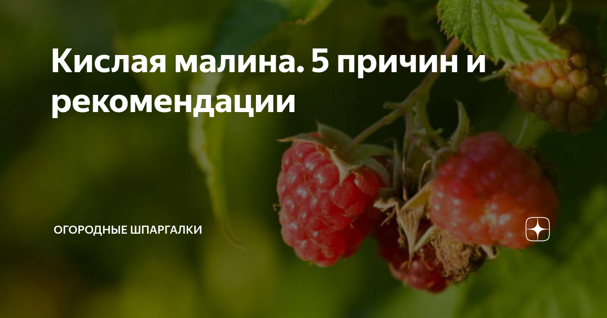 Почему малина раздваивается. Почему малина раздваивается