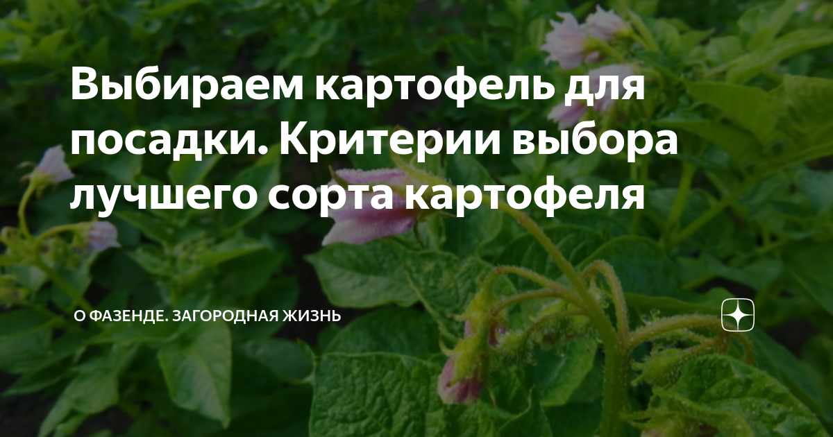 Выбираем картофель для посадки. Критерии выбора лучшего сорта картофеля ...