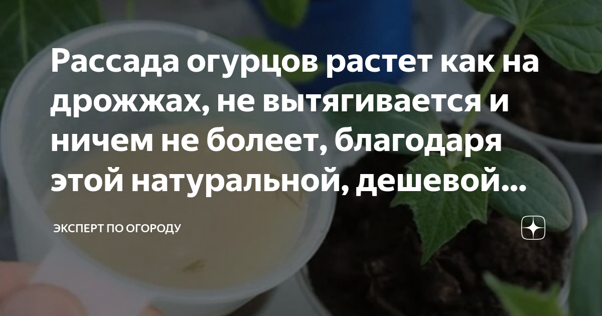 Как правильно развести дрожжи для подкормки огурцов. Подкормка огурцов дрожжами. Дрожжевая подкормка для рассады огурцов. Подкормка огурцов дрожжами в теплице рецепт. Удобрение для огурцов дрожжи пропорции.