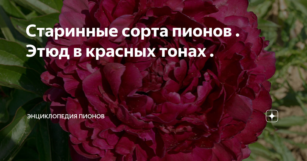 Старинные сорта пионов . Этюд в красных тонах . | Энциклопедия пионов ...