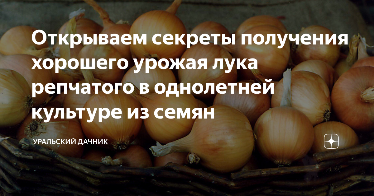Открываем секреты получения хорошего урожая лука репчатого в однолетней ...