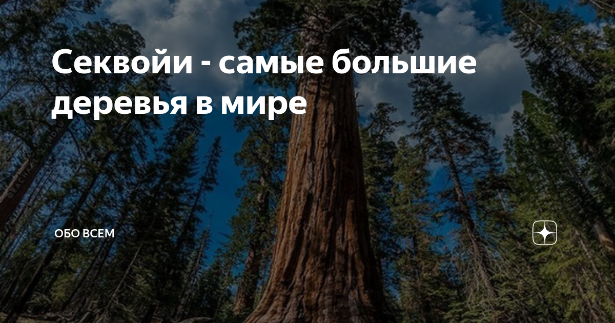 Самые большие деревья в мире