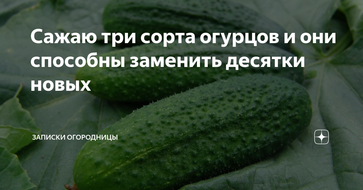 Сажаю три сорта огурцов и они способны заменить десятки новых | Записки ...